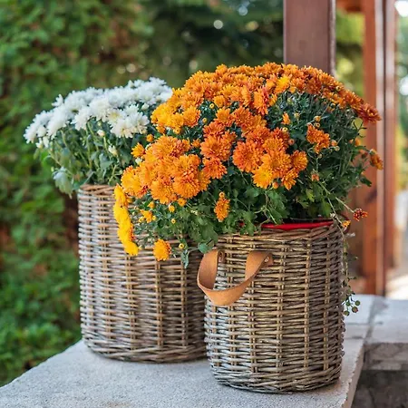 Σαλέ Livadi Cozy *