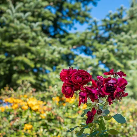 Livadi Cozy Αράχωβα