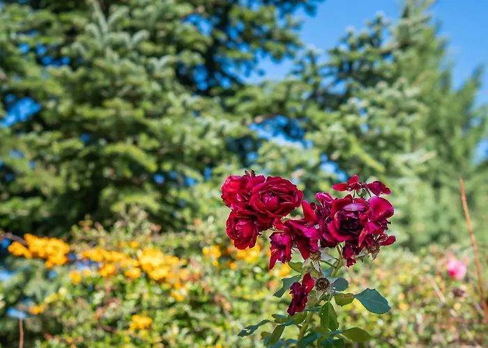 Livadi Cozy Αράχωβα